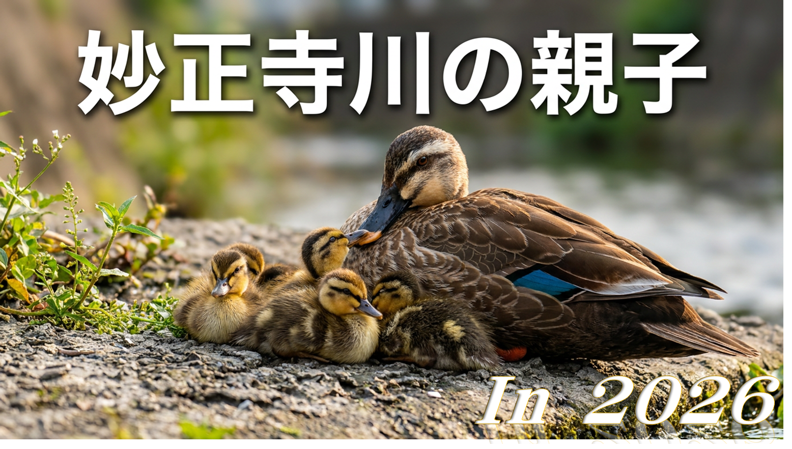スマホとパソコン動画編集